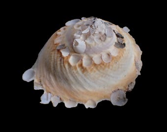 Sea Shell - Stellaria Chinensis - 71mm