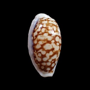 May include: A smooth, oval-shaped cowrie shell featuring a glossy surface with a distinct pattern of dark brown, interconnected spots against a creamy off-white background. The shell has a narrow, elongated opening along its underside.