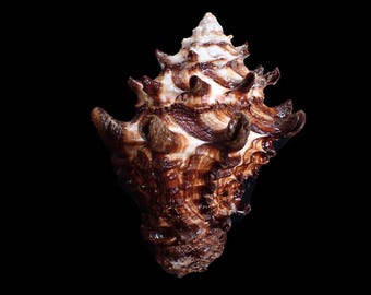 Seashells -  Vasum turbinellum - 101mm