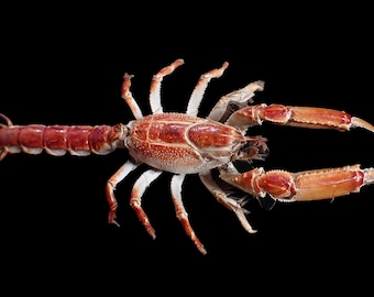 Marine Life - Mud lobster - 255mm