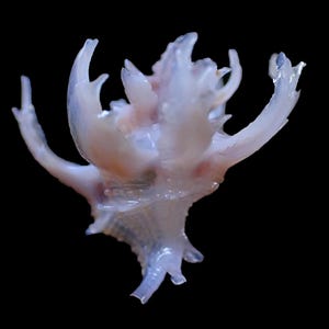 Sea Shell - Babelomurex cristatus (Cristate Latiaxis) 15mm - RARE and BEAUTIFUL SPINE!