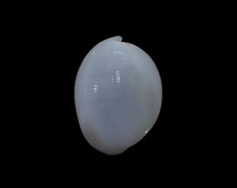 Sea shell -  Atys naucum -  48mm