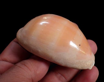 Sea shell - Cypraea carneola - 78mm