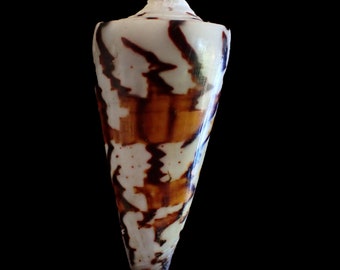 Sea Shells- Conus Generalis- 49mm