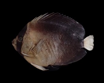 Marine Life - Fish Taxidermy- chaetodon sp.- 135mm