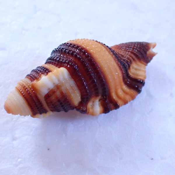 Sea shell - Cymatium flaveolum 39mm