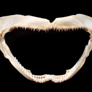 Marine life - Shark jaw - 19 cm.