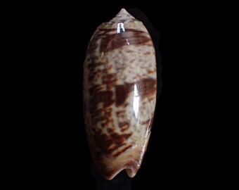 Sea shell -   Oliva miniacea, 51mm
