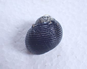 Sea shell - Nerita scabricosta- 33mm
