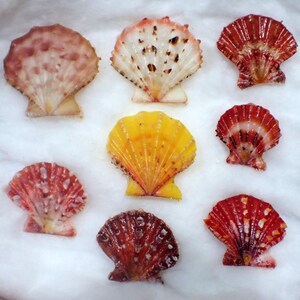 Puede incluir: Una colección de ocho conchas de abanico en varios colores, incluyendo tonos de rojo, naranja, amarillo y blanco. Cada concha presenta una estructura distintiva en forma de abanico con crestas radiantes y una superficie texturizada.