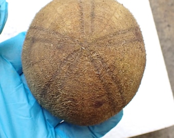 Sea Urchin -  Sea Urchin Test - 86 mm.
