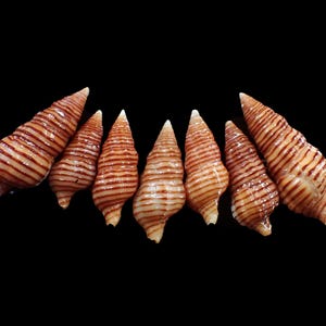 Puede incluir: Siete conchas marinas en forma de cono con rayas marrones y blancas dispuestas sobre un fondo negro. Las conchas tienen forma de espiral y una punta. Las conchas son un producto natural.