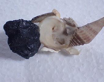 Sea shell - Xenophora pallidula - 87mm- Unique attachment!
