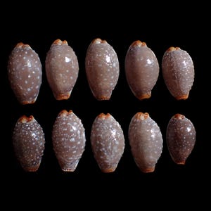 Puede incluir: Diez conchas marinas ovaladas con un patrón moteado marrón y blanco sobre un fondo negro. Las conchas tienen una textura suave y brillante y una pequeña punta marrón anaranjada.