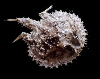 marine life-batfish from deep water (Halieutaea stellata) 8x5 inches