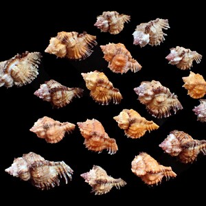 May include: A collection of small, intricately textured seashells in shades of tan, brown, and cream, arranged against a stark black background. The shells have a spiky, ruffled appearance, creating a visually interesting pattern.