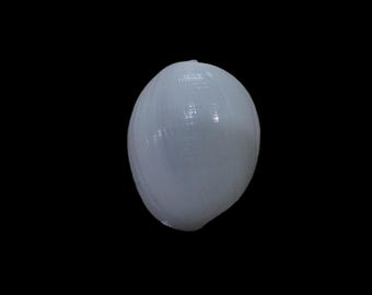 Sea shell -  Atys naucum - 48mm