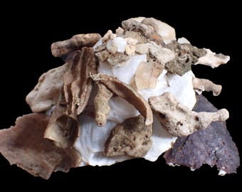 Sea Shell - Stellaria chinensis - 101mm