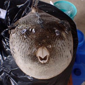 May include: A close-up shot of a pufferfish, showing its round body and unique patterns. The fish has a pale underside and a darker, patterned upper side. The eyes are blue, and the mouth is open, revealing a beak-like structure. The fish is on a black surface with the word "DASURA".