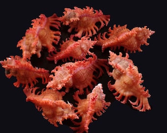 Sea shell- Chocoreus nobilis - 37-47mm ( 9pcs.) BEAUTIFUL SPINES!!!