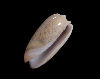Sea shell -   Oliva tigrina, 50mm