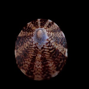 May include: A close-up of a seashell against a black backdrop. The shell has a rounded form with a textured surface. The shell's pattern features a mix of brown and tan hues, with darker spots and lines creating a unique design. The shell's opening is visible at the top.