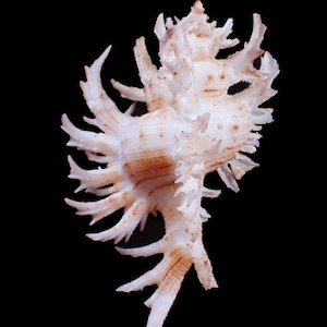 Sea Shell - Chicoreus cnissodus ( The Smelly Murex ) 79mm - RARE & BEAUTIFUL SPINES!