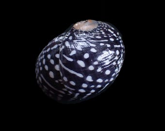 Sea shell - Vitta virginea - 27mm
