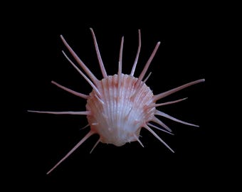 Sea shell -  Spondylus imperialis - 123mm