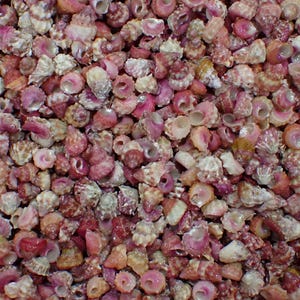 May include: A close-up view of a collection of small, colorful seashells. The shells are primarily pink, white, and brown, with a variety of shapes and textures. They are contained within an orange woven basket, creating a natural, beachy aesthetic.