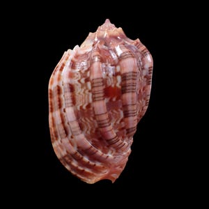 Puede incluir: Una concha marina con una superficie brillante que presenta un patrón de crestas verticales y bandas horizontales de color marrón oscuro. La concha muestra un degradado de colores rosa claro, bronceado y crema, con un ápice puntiagudo y estriado.