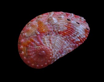 Sea shell - Haliotis clathrata - 23mm
