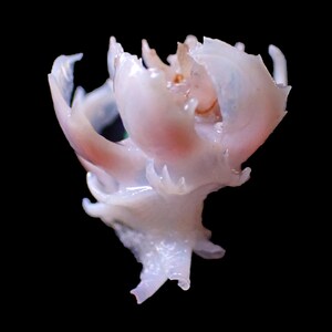 Sea Shell - Babelomurex cristatus (Cristate Latiaxis) 14mm - RARE and BEAUTIFUL SPINE!