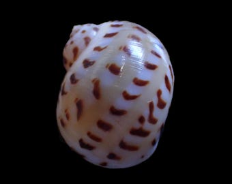 Sea shell - Naticarius onca - 24mm