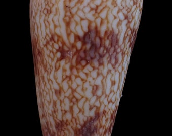 Conus neptunus 59mm - 0050