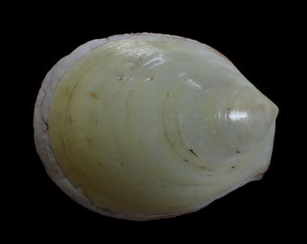 Sea shell- Acestra  Rathbuni - 160mm
