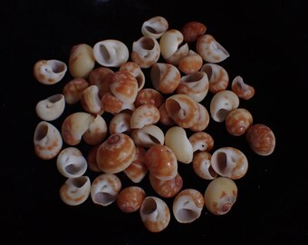 Craft supply - natica stellata - 11-17mm - 50PCS!!!