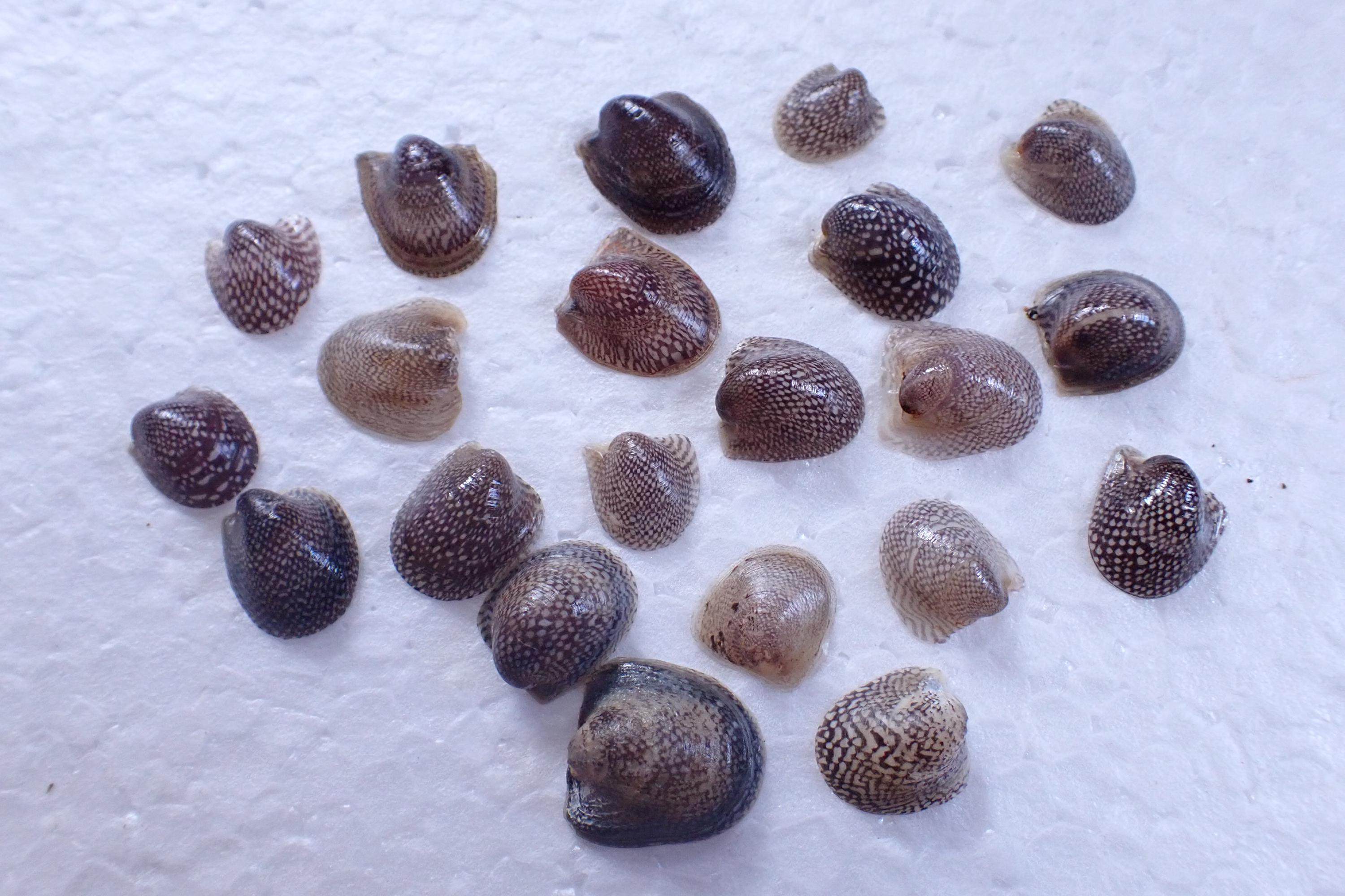 Seashells - Neripteron Violaceum- 9mm-15mm - Etsy