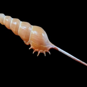 Puede incluir: Concha marina alargada de color marrón claro, con un cuerpo en espiral y una punta larga y afilada. La concha tiene una superficie texturizada y está sobre un fondo negro. El color de la concha varía de blanco crema a marrón más oscuro.