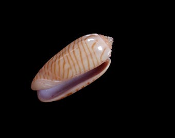 Sea shell - Oliva rufogeratus  , 21mm rare