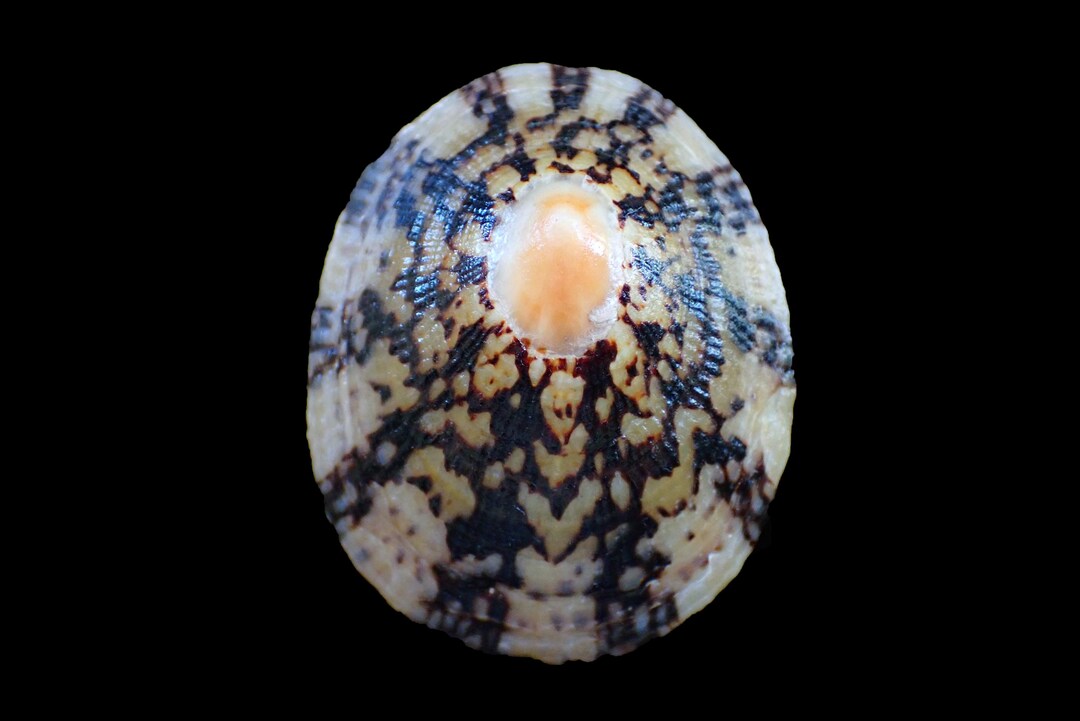 Cellana Shell Sea Shells - Cellana Testudinaria - 63mm BIG SIZE - Etsy