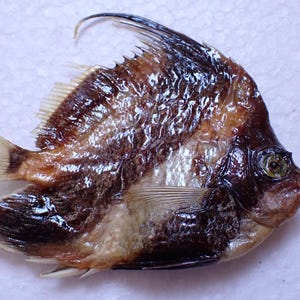 May include: A preserved fish, featuring a dark brown body with lighter brown and white markings. The fins are a mix of brown and white, and it has a prominent dorsal fin. The fish's shape is unique.