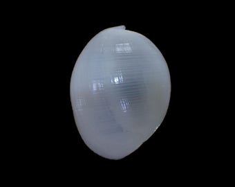 Sea shell -  Atys naucum - 47mm