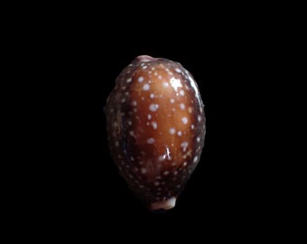 Sea shell -  Cypraea vitellus -  48mm