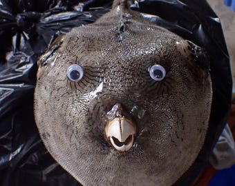 Marine life -  puffer fish 12 -inches