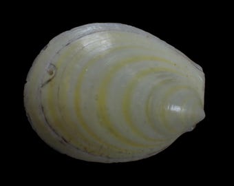 Sea shell- Acestra  Rathbuni - 158mm