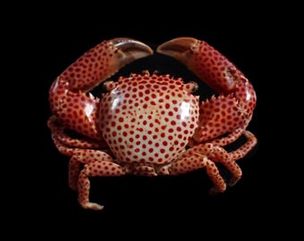 Crab taxidermy - Trapezia rufopunctata " Red Spotted Trapezia Crab" - 33mm x 43mm (RARE!!!)