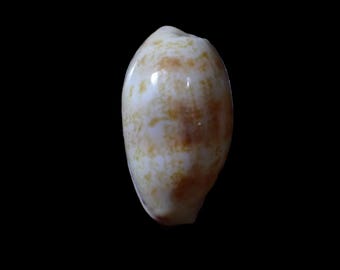 Sea shell -   Cypraea chenisis , 20mm