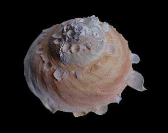 Sea Shell - Stellaria Chinensis - 100mm