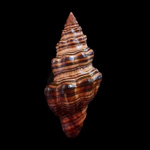 Puede incluir: Primer plano detallado de una concha marina con forma de espiral. La concha presenta bandas alternas de color marrón y beige, creando un patrón a rayas. La superficie de la concha tiene un acabado brillante, que refleja la luz. El fondo es negro sólido.